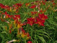 DAYLILIES:COLLECTION NO 4